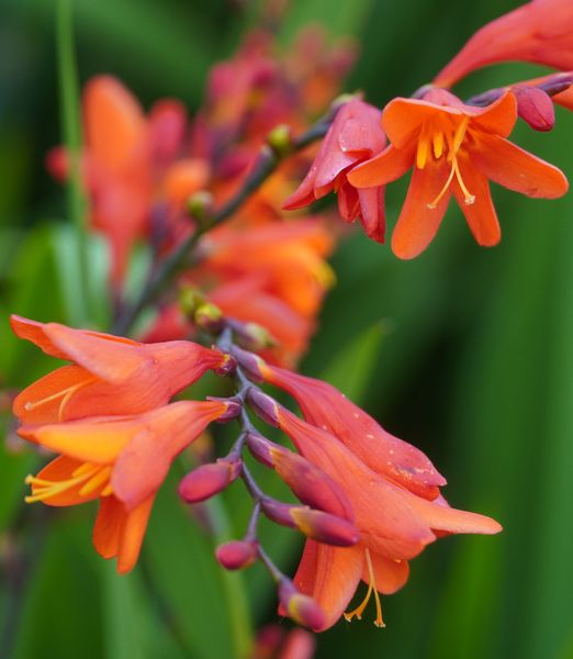 Crocosmia 'Red king' 